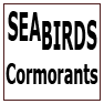 SEABIRDS-Cormorants