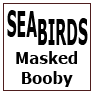 SEABIRDS-Masked Booby