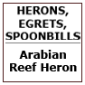 Arabian Reef Heron 