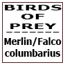 Merlin  Falco Columbarius