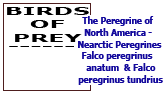 The Peregrine of North America - anatum  &  Falco peregrinus tundrius 