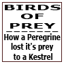 How a Peregrine lost it's prey to a Kestrel