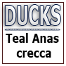 DUCKS-Teal Anas crecca