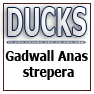 DUCKS-Gadwall Anas strepera
