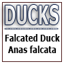 DUCKS-Falcated Duck Anas falcata