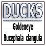 DUCKS-Goldeneye Bucephala clangula