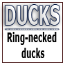 DUCKS-Ring-necked ducks