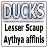 DUCKS-Lesser Scaup Aythya affinis
