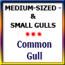 MEDSIZED&SMALLGULLS-Common gull