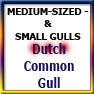 MEDSIZED&SMALLGULLS-Dutch Common gull