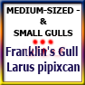 MEDSIZED&SMALLGULLS-Franklin's Gull Larus pipixcan
