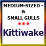 MEDSIZED&SMALLGULLS-Kittiwake