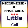 MEDSIZED&SMALLGULLS-Little gul