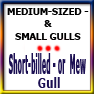 MEDSIZED&SMALLGULLS-Short-billed or Mew gull