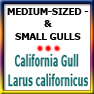 icon21O-MEDSIZED&SMGULLS-CaliforniaGullLcalifornicus