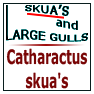 Catharactus skua's