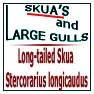 Long-tailed Skua Stercorarius longicaudus