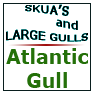 Atlantic Gull