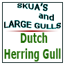 Dutch Herring Gull