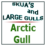 Arctic Gull