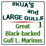 Great Bl Backd Gull L.marinus1