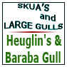Heuglin's & Baraba Gull