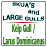 Kelp Gull-Larus Dominicanus