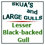 Lesser Black-backed Gull-gallery