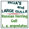 Russian Herring Gull  L.a.argentatus