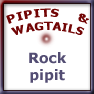 Rock Pipit Anthus petrosus