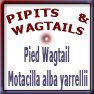 Pied Wagtail Motacilla alba yarrellii