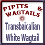 Transbaicalian White Wagtail