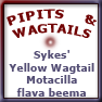 Sykes' Yell Wagtl Motacilla flava beema