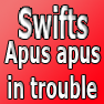 Swifts Apus apus in trouble