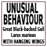 UNUSUAL BEHAVIOUR-LARUS MARINUS HANGING WINGS