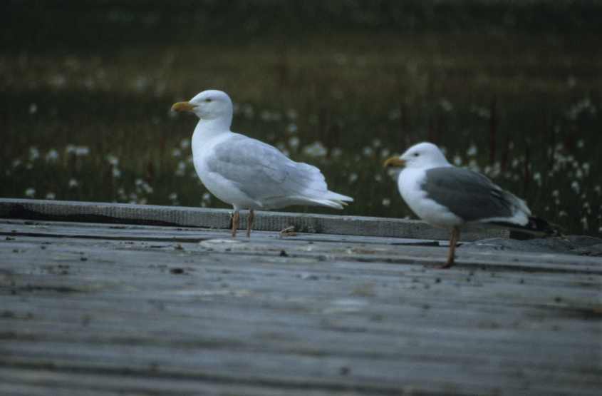 Glaucous Gull Larus h.pallidissimus&dark-mantled Gull July 1993 283 Chukochea, Kolyma Delta,NE Russia c Adriaan Dijksen