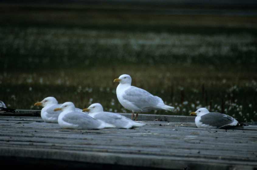 Glaucous Gull Larus h.pallidissimus&dark-mantled Gull July 1993 Chukochea, Kolyma Delta,NE Russia c Adriaan Dijksen 