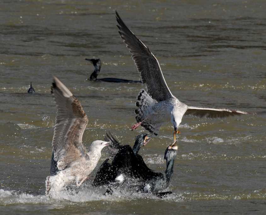 1.Great Black-backed Gull stealing River Lamprey Lampetra fluviatilis from Cormorant P.c.sinensis 12032008 Haringvlietsluizen,The Netherlands.jpg
