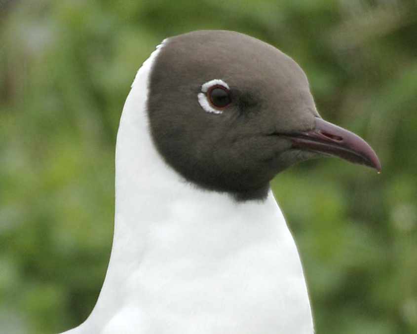 07 Black-headed Gull Larus ridibundus adult head 04052005 Rotterdam