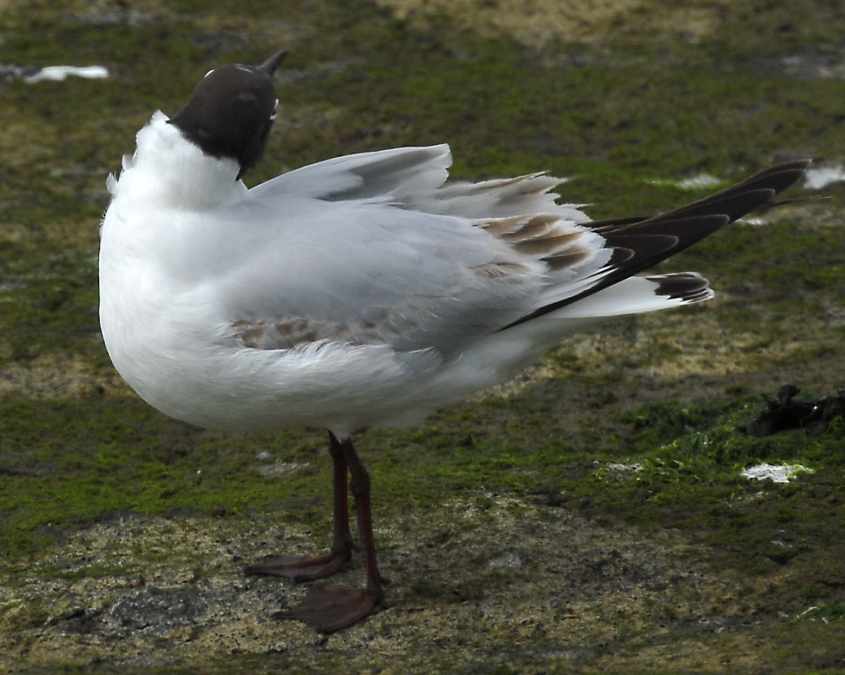 19 Black-headed Gull Larus ridibundus 2CY 10052007  Stellendam,The Netherlands