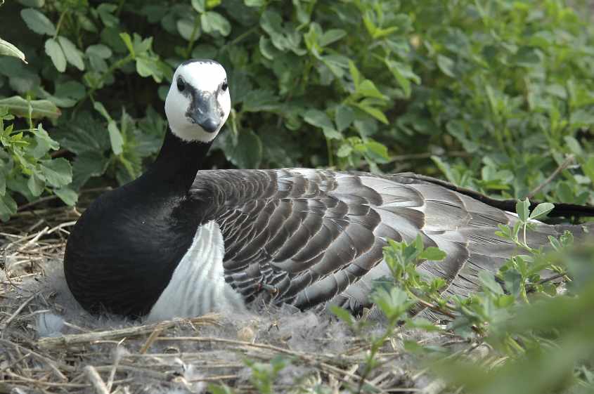 15 Barnacle Goose breeding 15052007 Haringvliet,The Netherlands
