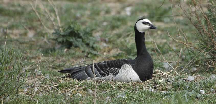 16 Barnacle Goose breeding 15052007 1 Haringvliet,The Netherlands