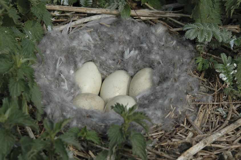 17 Barnacle Goose nest 15052007 Haringvliet,The Netherlands