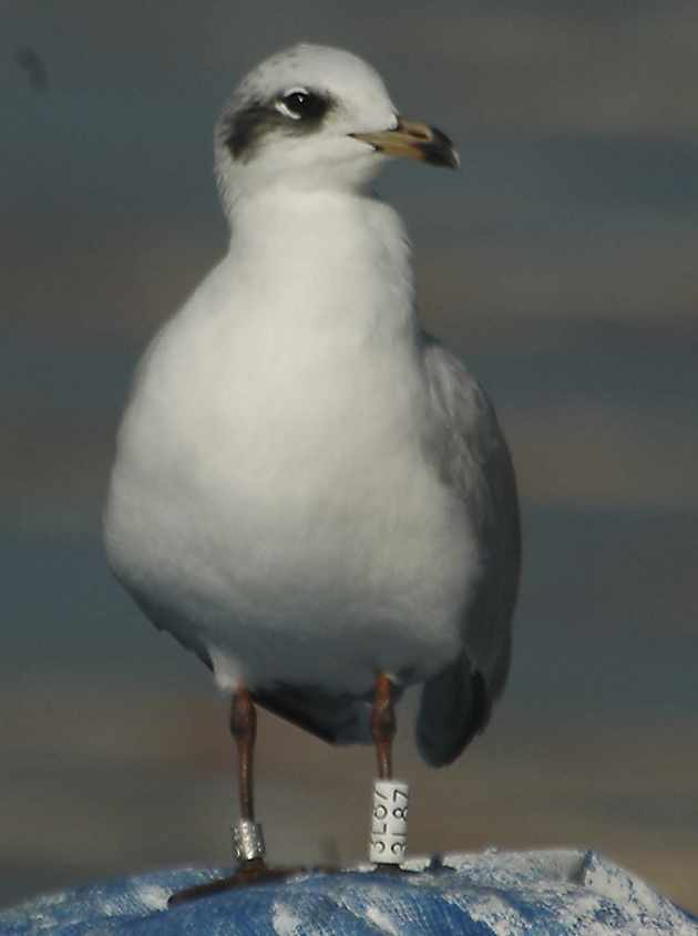 20 Mediterranean Gull  Larus melanocehalus White 3L87 02012007 Fuengirola,Spain