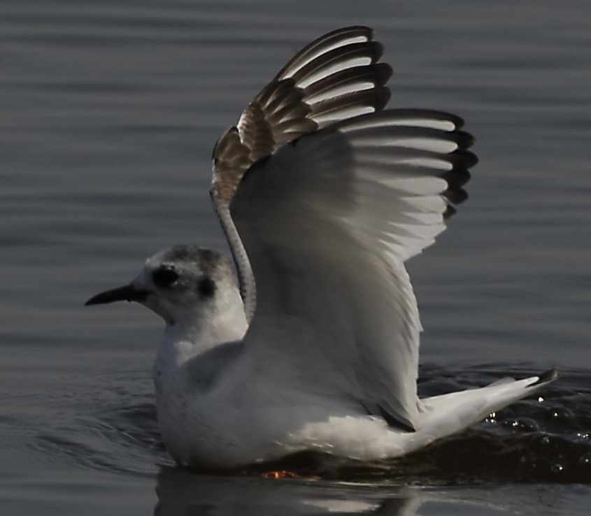 01 Little Gull Larus minutus 2CY 220407 1 Philipsdam,The Netherlands