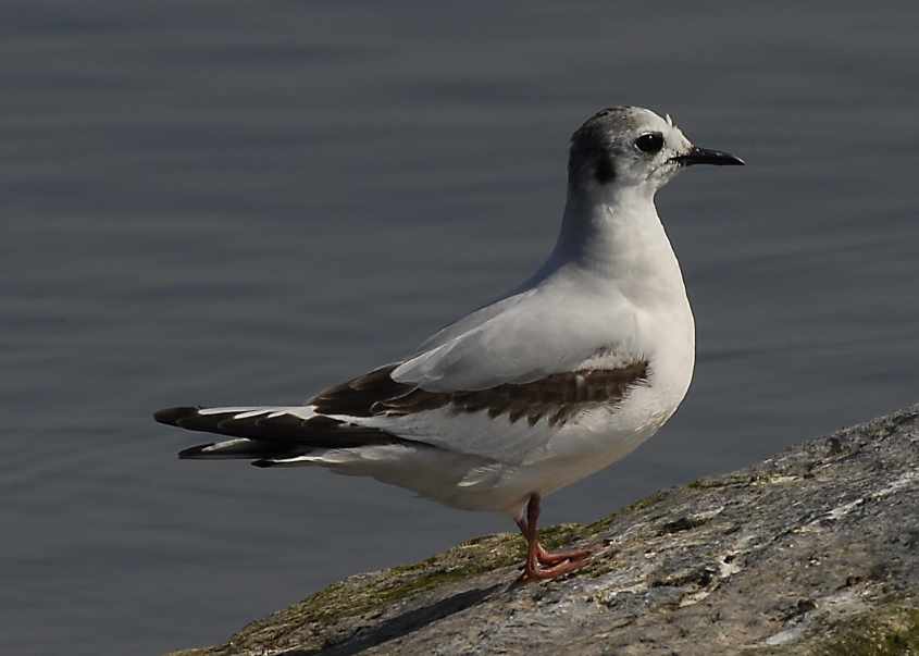 02 Little Gull Larus minutus 2CY 220407 2 Philipsdam,The Netherlands