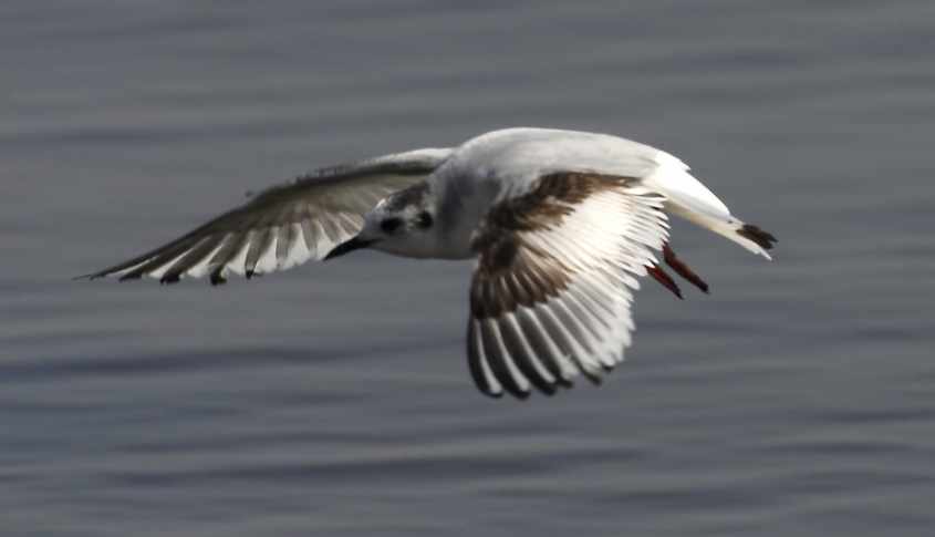 03 Little Gull Larus minutus 2CY 220407 Philipsdam,The Netherlands