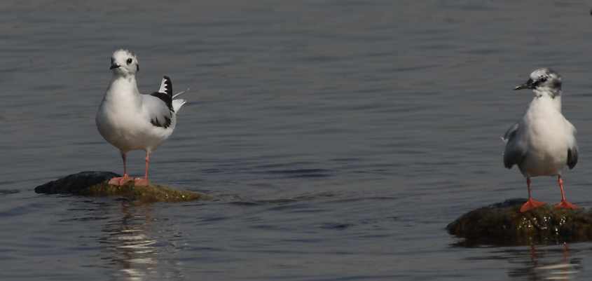 04 Little Gull Larus minutus 2CY and adult 220407 Philipsdam,The Netherlands