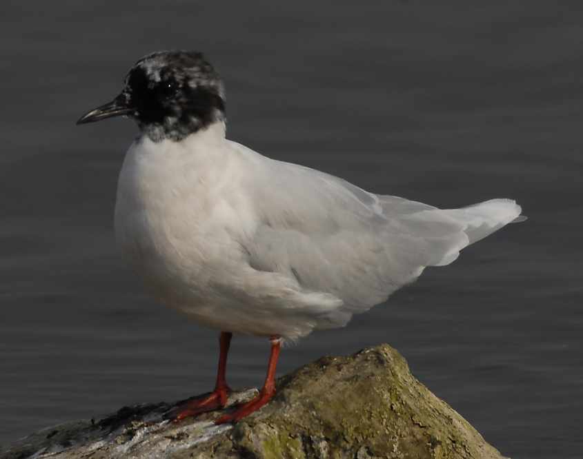 05 Little Gull Larus minutus adult 25042007 1 Philipsdam,The Netherlands