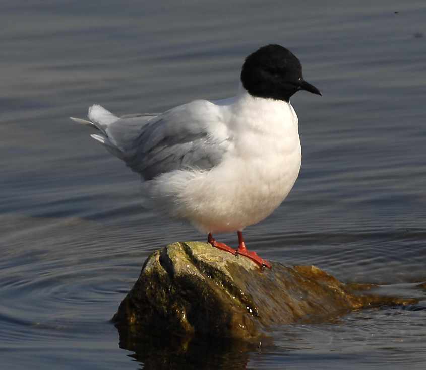 06 Little Gull Larus minutus adult 22042007 Philipsdam,The Netherlands